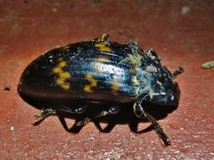Megischyrus