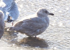 Larus glaucescens