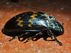 Megischyrus