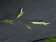 Lolium pratense