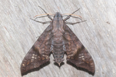 Nyceryx hyposticta