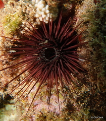 Echinostrephus aciculatus