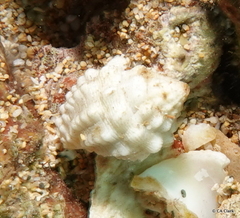 Vexillum cancellarioides