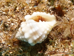Vexillum cancellarioides