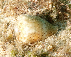 Conus abbreviatus