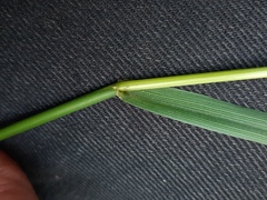 Lolium pratense