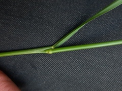 Lolium pratense