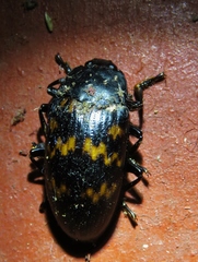 Megischyrus