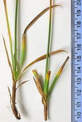 Carex jonesii