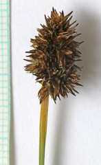 Carex jonesii