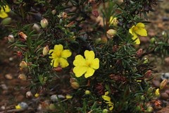 Hibbertia psilocarpa
