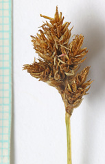 Carex leporinella