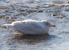 Larus hyperboreus