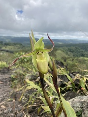 Phragmipedium