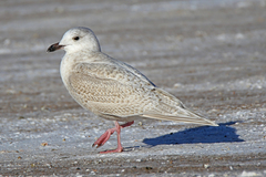 Larus glaucoides