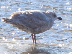 Larus glaucescens