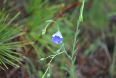 Linum perenne