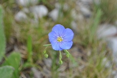 Linum perenne
