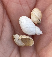 Succinea floridana