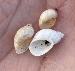 Succinea floridana