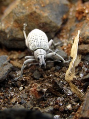 Pullenius kimberii