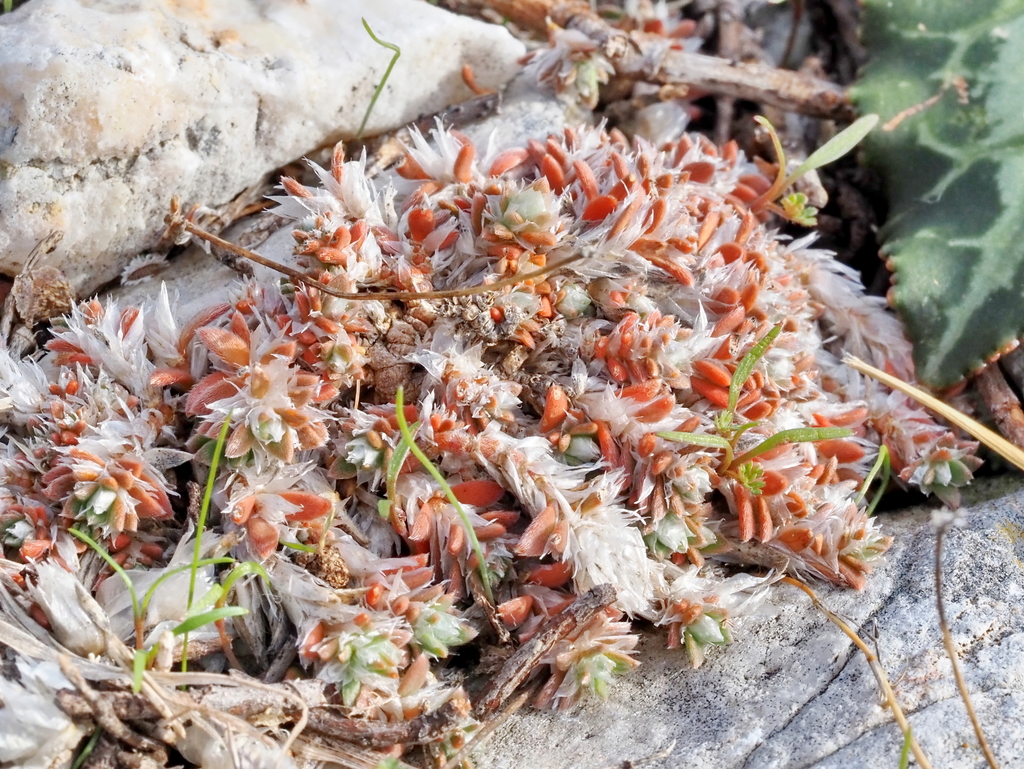 Large-flowered Nailwort