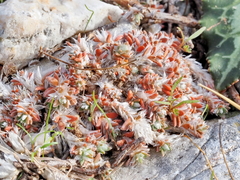 Paronychia macrosepala