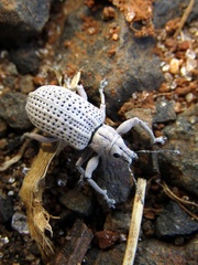 Pullenius kimberii