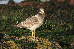 Larus belcheri