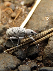 Pullenius kimberii