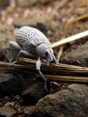 Pullenius kimberii