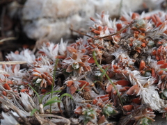 Paronychia macrosepala