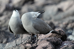 Leucophaeus modestus
