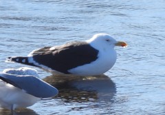 Larus marinus