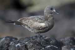 Leucophaeus modestus