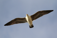 Larus belcheri