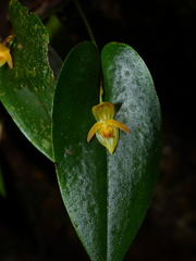 Pleurothallis archidiaconi