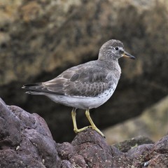 Calidris virgata