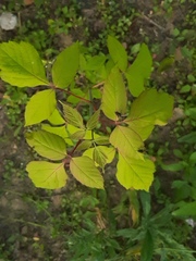Acer negundo