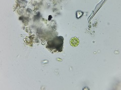 Coelastrum