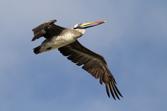 Pelecanus thagus