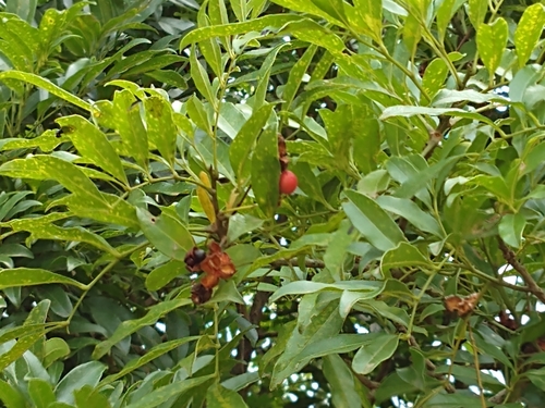 Matayba Matayba intermedia · iNaturalist