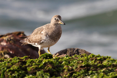Calidris virgata