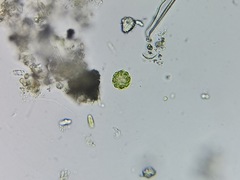 Coelastrum