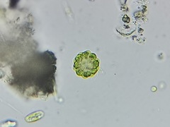 Coelastrum