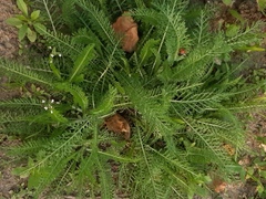 Achillea millefolium