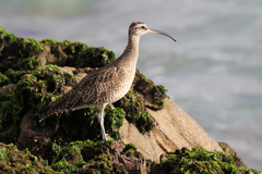 Numenius phaeopus