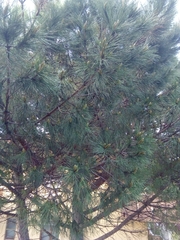 Pinus pinea