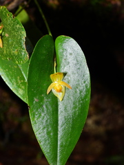 Pleurothallis archidiaconi