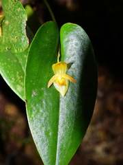 Pleurothallis archidiaconi